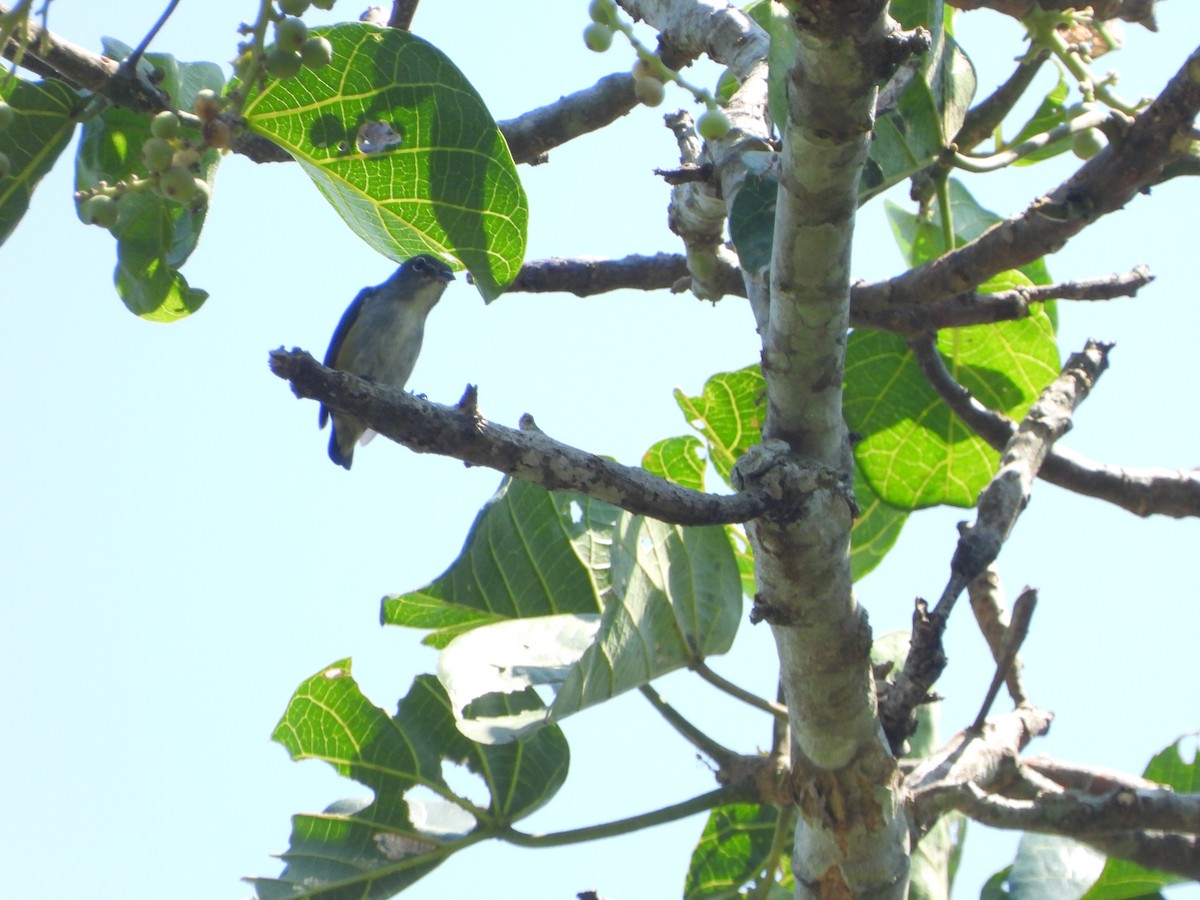 Halmahera Flowerpecker - Marcie  Jacklin