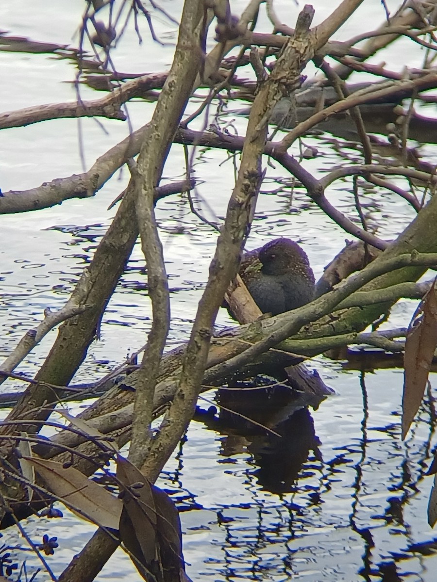 Marouette d'Australie - ML610543427