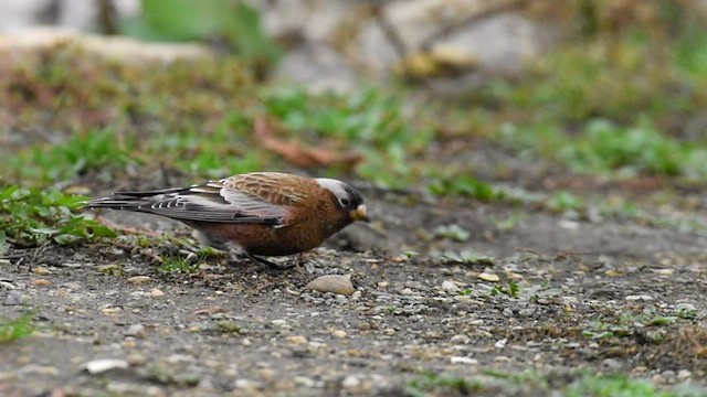 Gray-crowned Rosy-Finch (Gray-crowned) - ML610543449