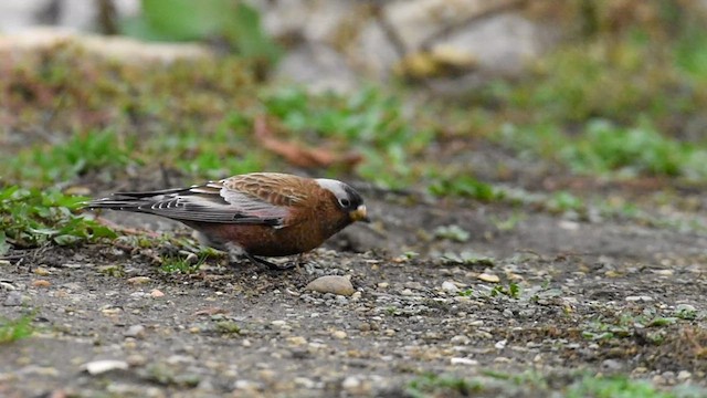 Roselin à tête grise (groupe tephrocotis) - ML610543449