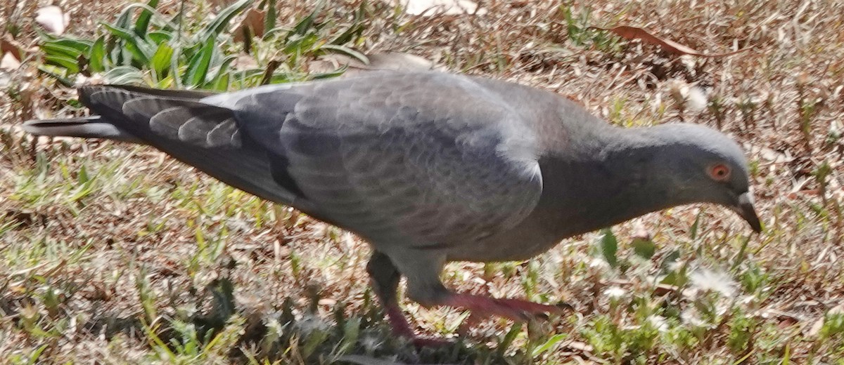 Rock Pigeon (Feral Pigeon) - ML610543471