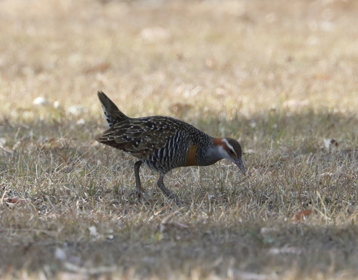 Buff-banded Rail - ML610543520