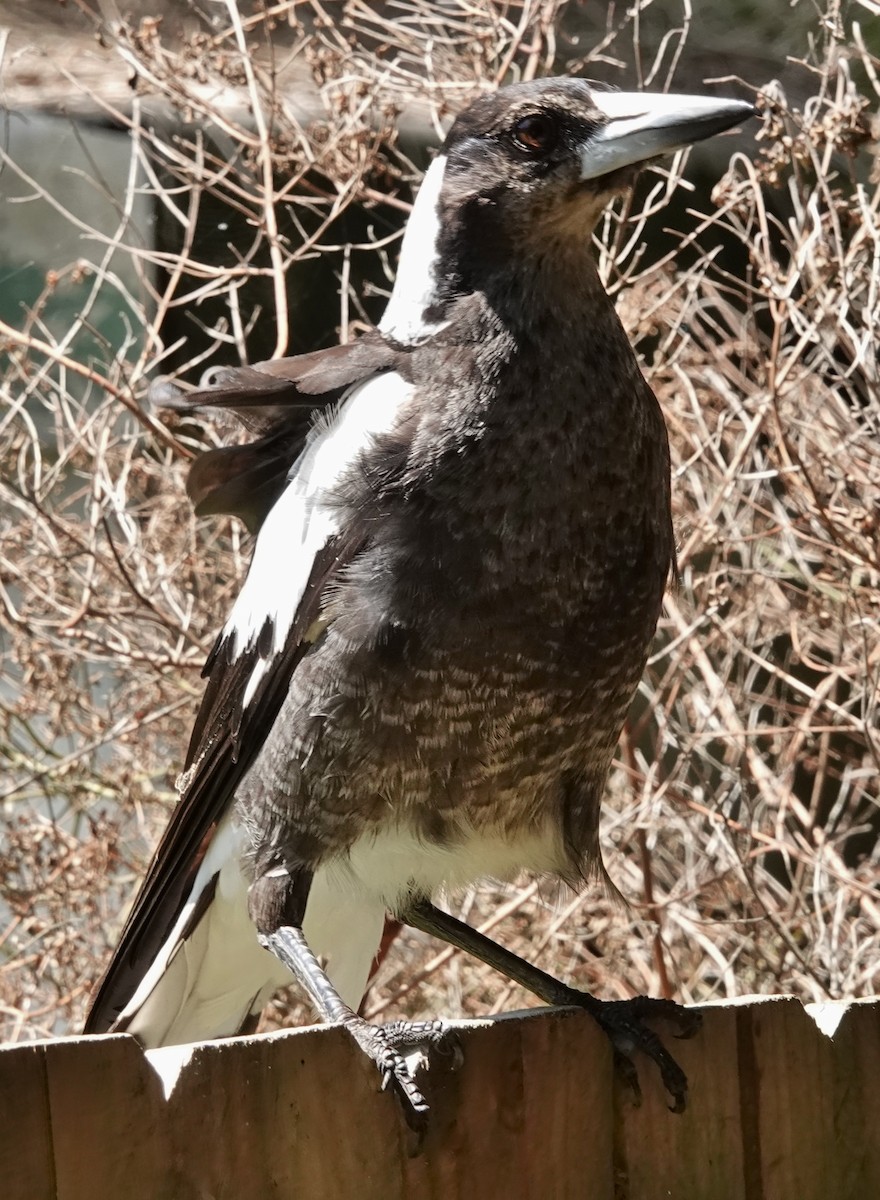 Australian Magpie (Black-backed) - ML610543527
