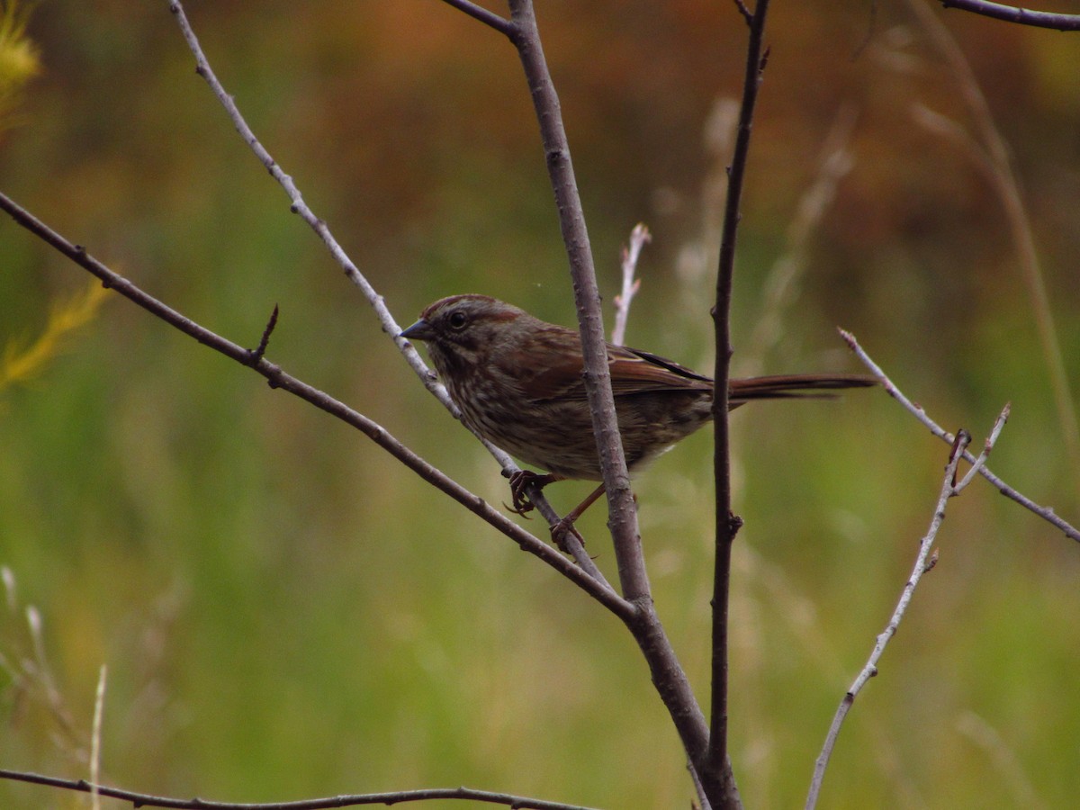 Song Sparrow - ML610543592