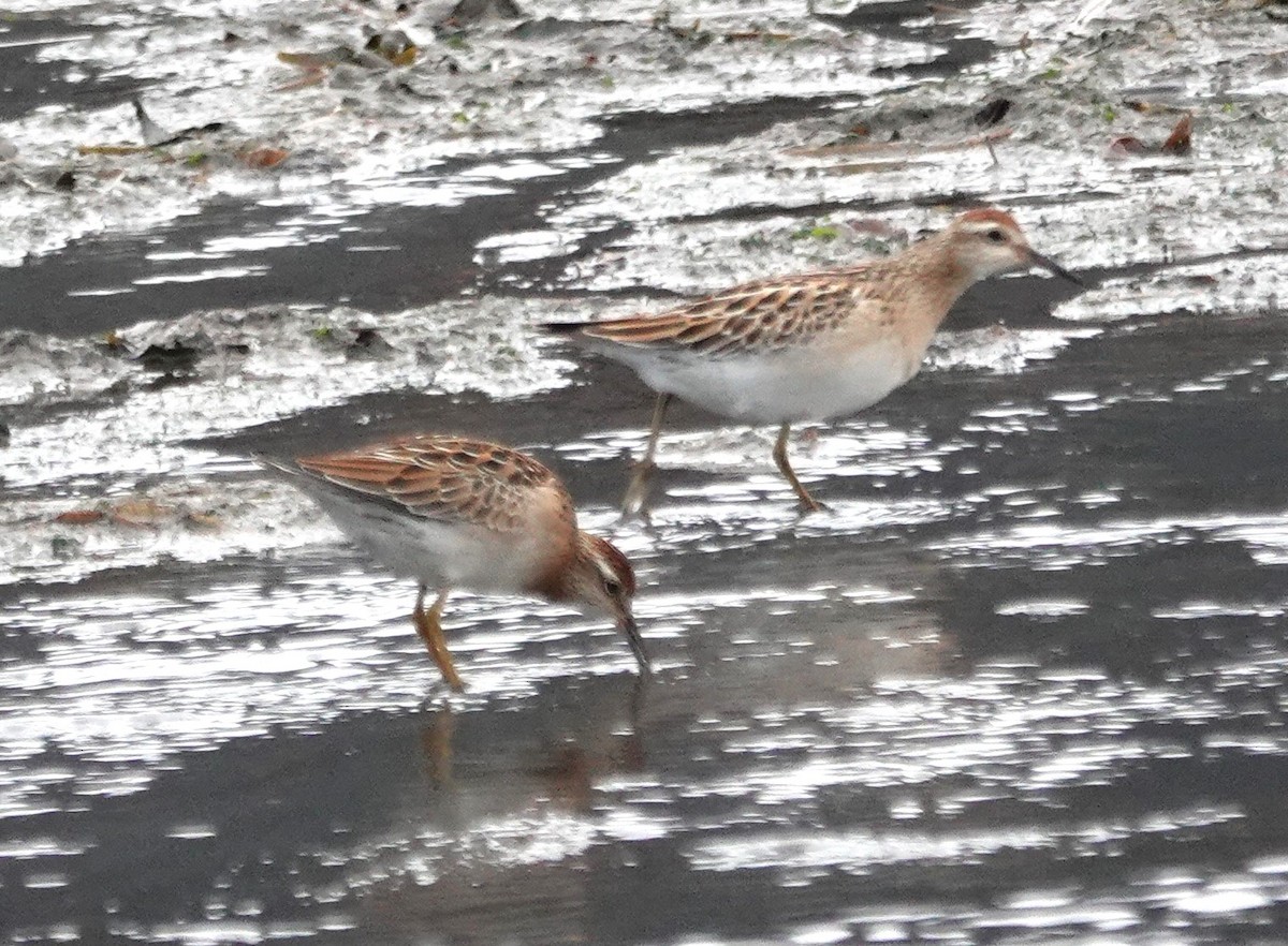 Sharp-tailed Sandpiper - ML610543614