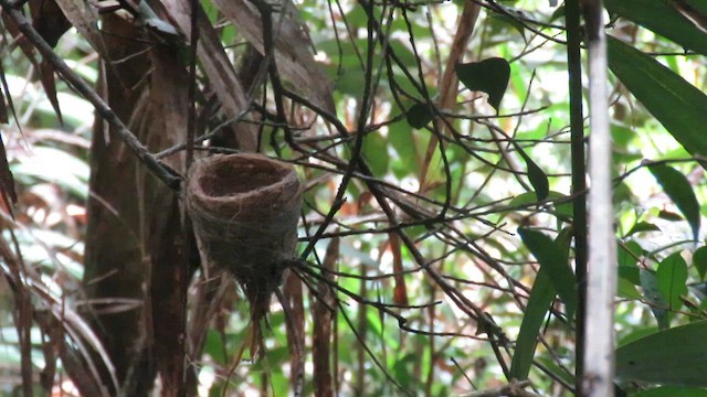 White-throated Fantail - ML610543646