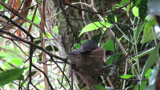 White-throated Fantail - ML610543649