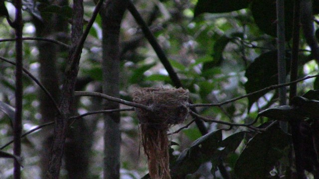 White-throated Fantail - ML610543652