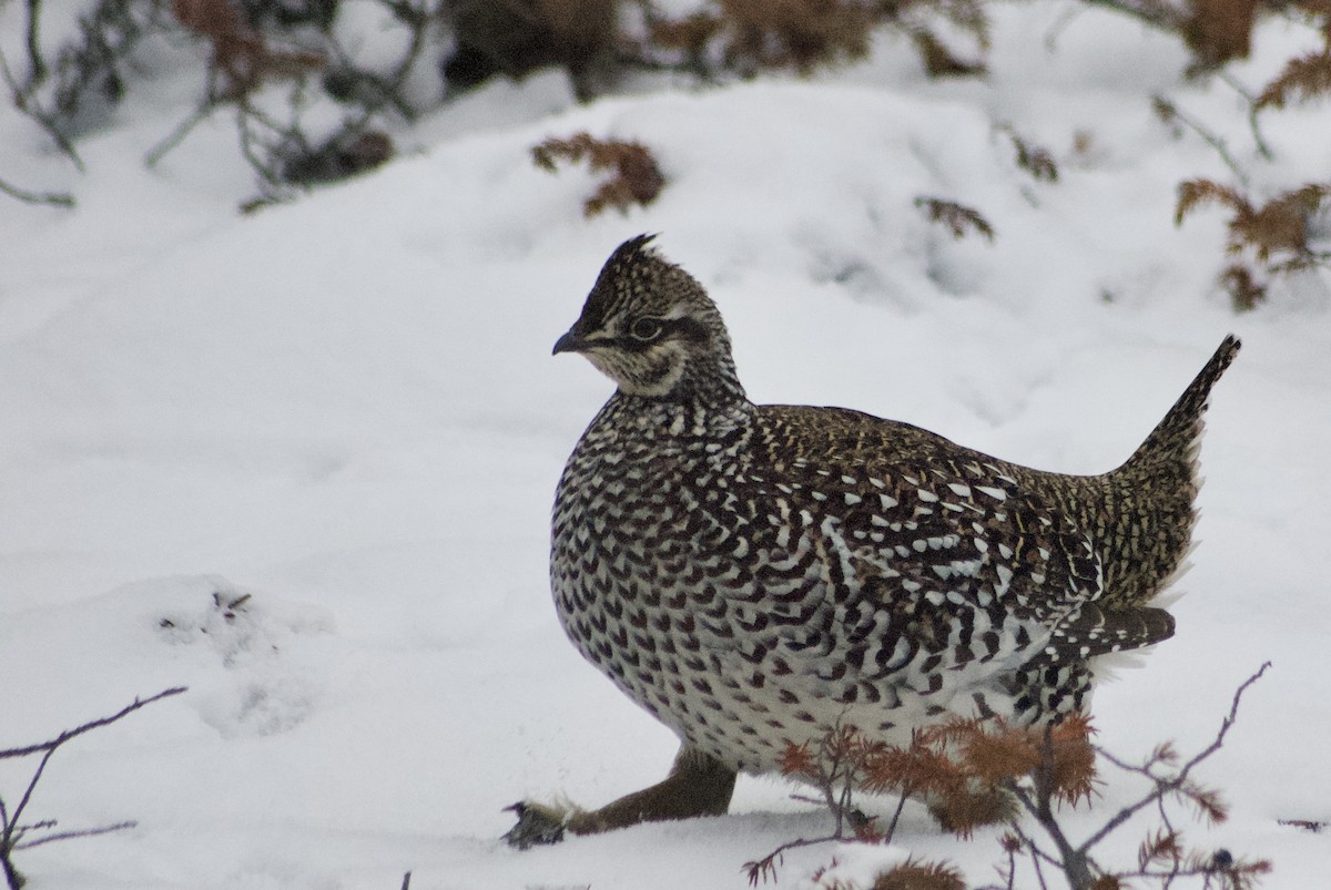 Sharp-tailed Grouse - ML610543654