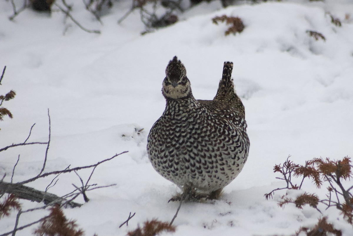 Sharp-tailed Grouse - ML610543655