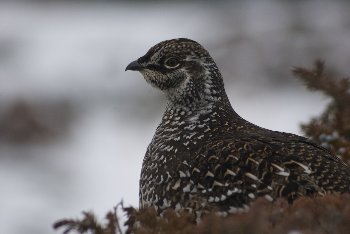 Sharp-tailed Grouse - ML610543657