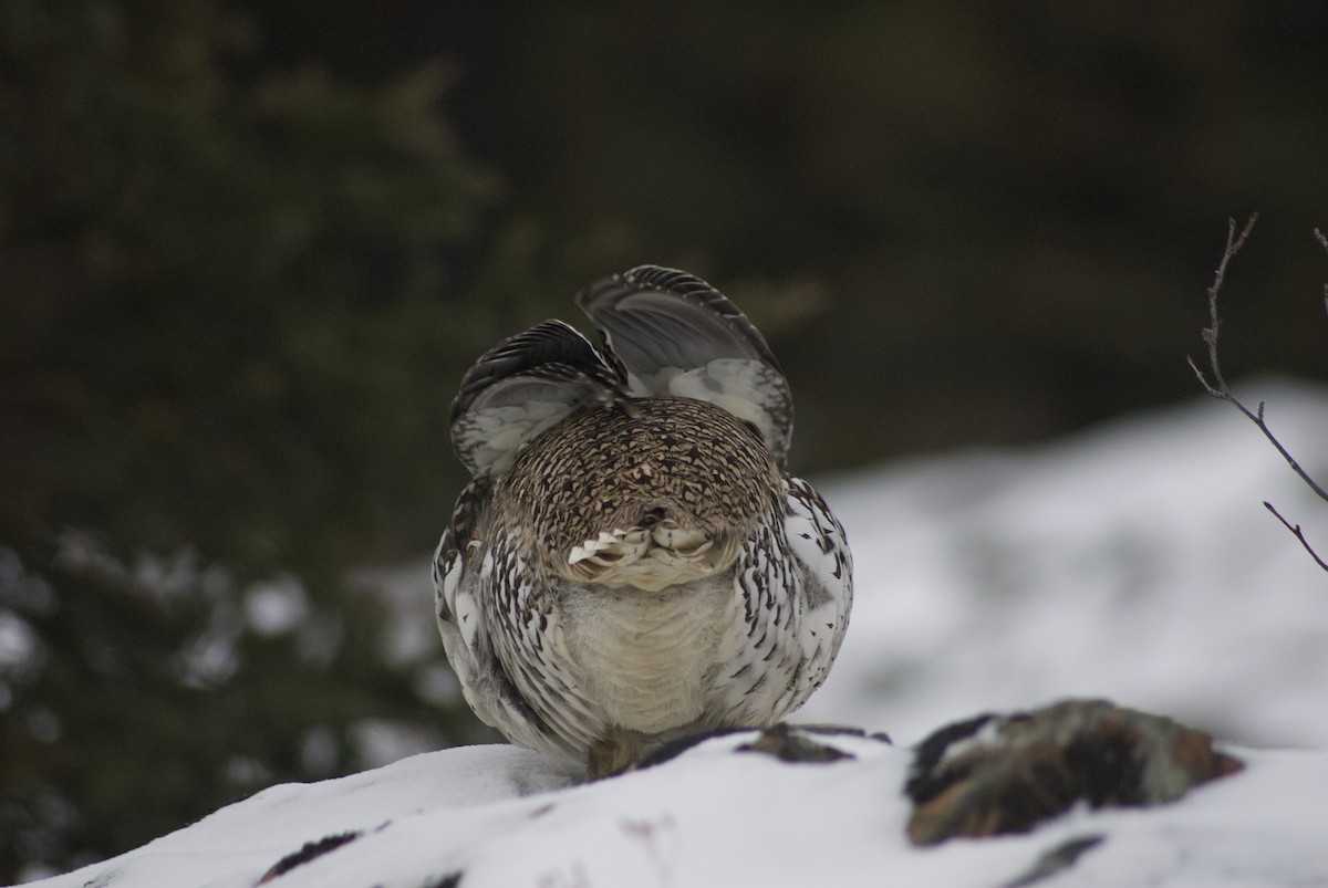 Sharp-tailed Grouse - ML610543658