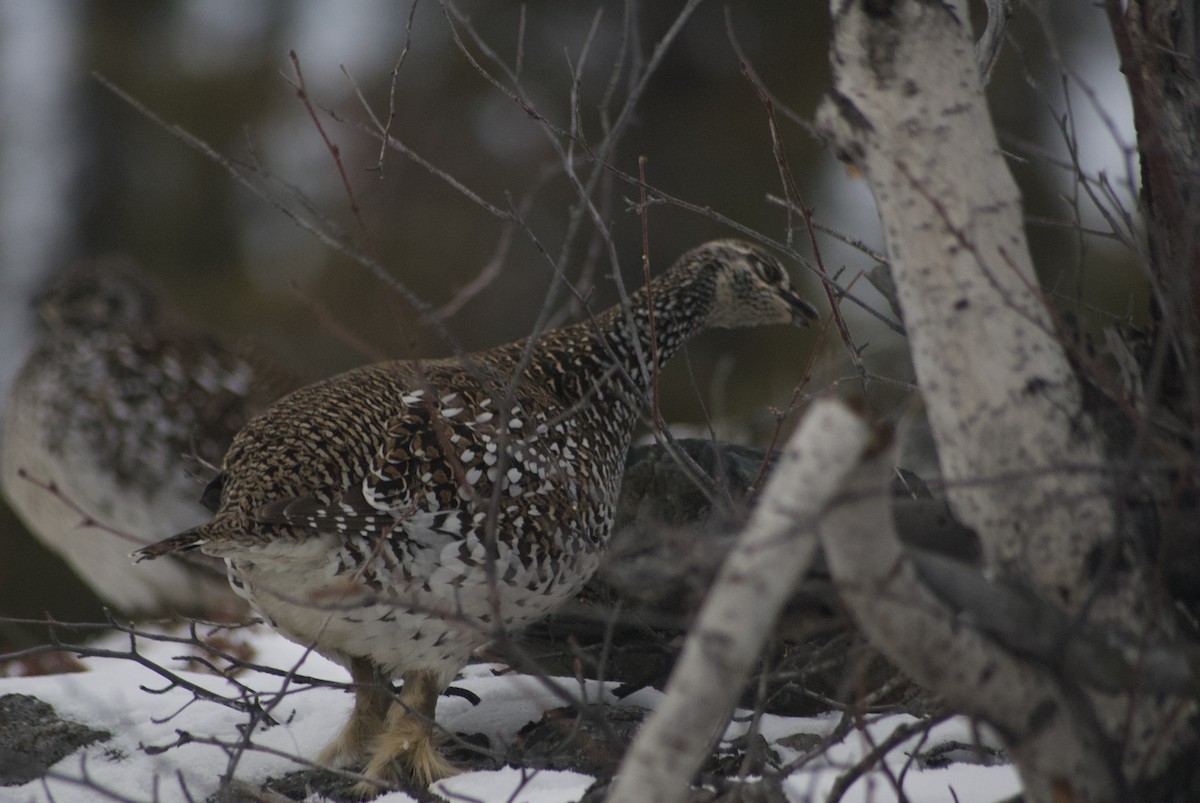 Sharp-tailed Grouse - ML610543660