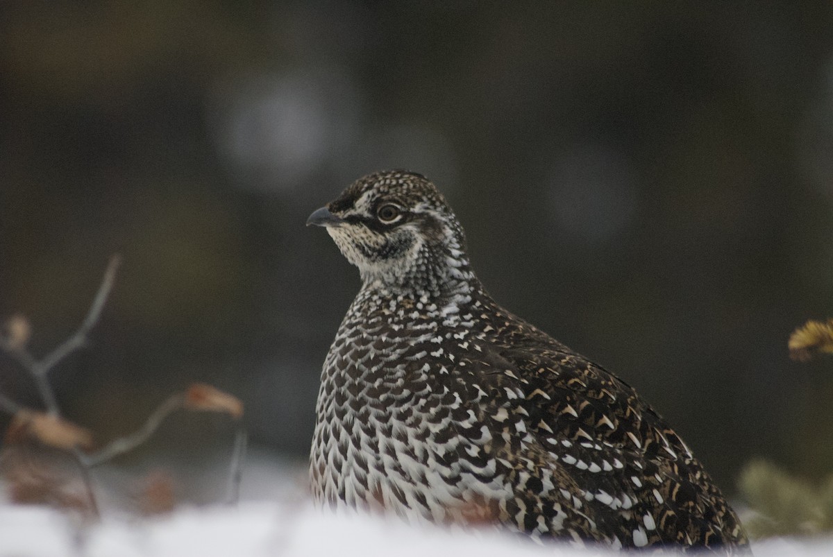 Sharp-tailed Grouse - ML610543661