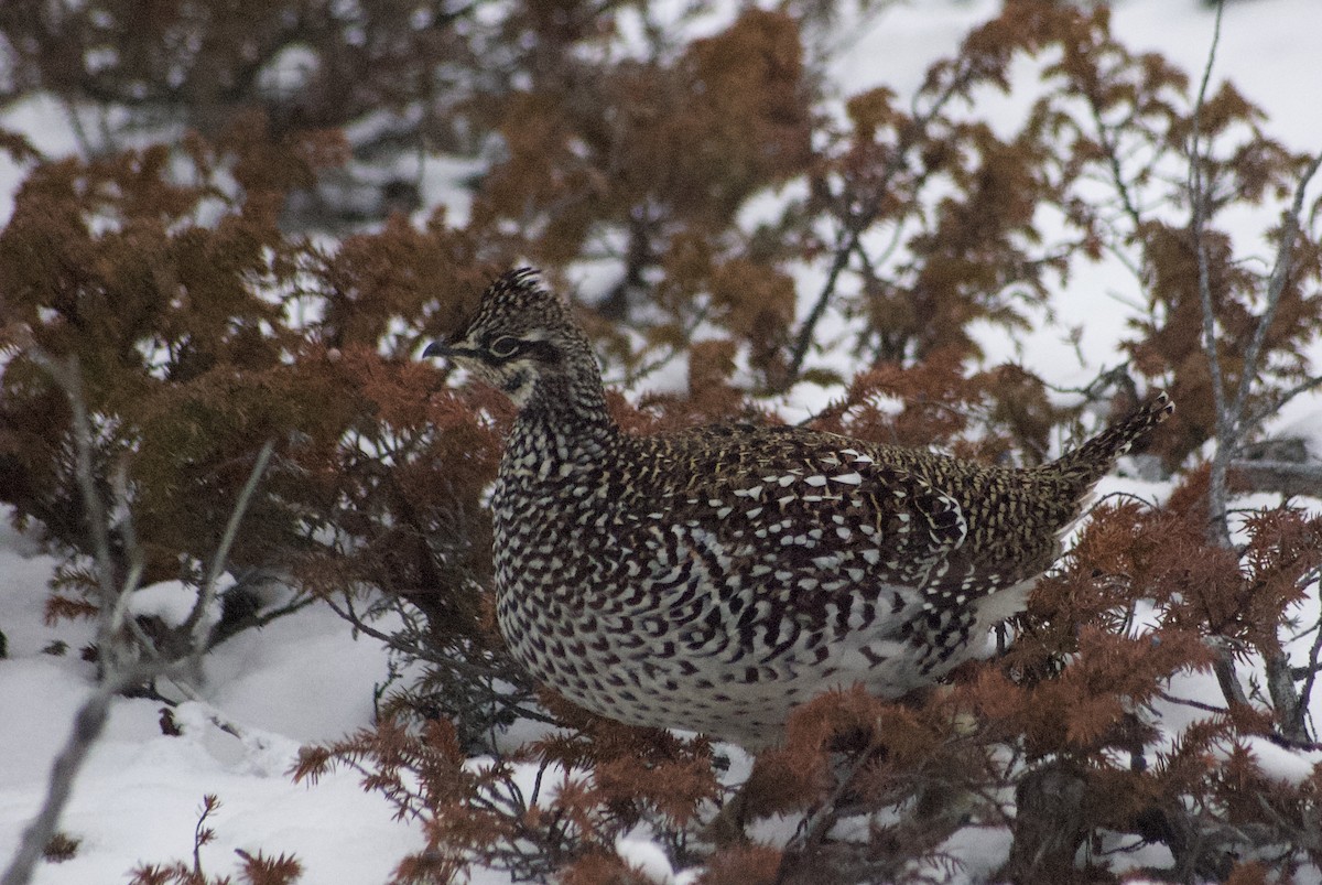 Sharp-tailed Grouse - ML610543662