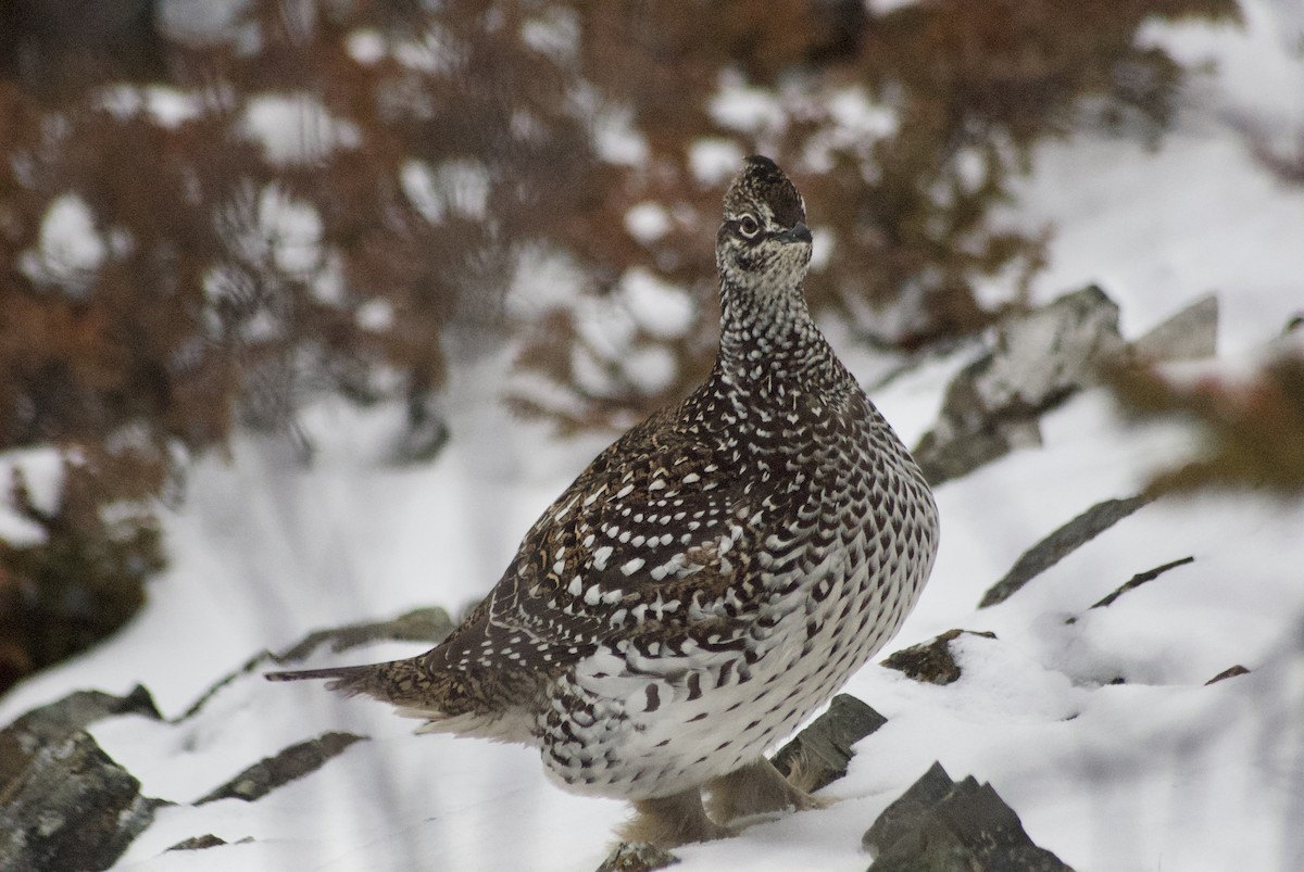 Sharp-tailed Grouse - ML610543663