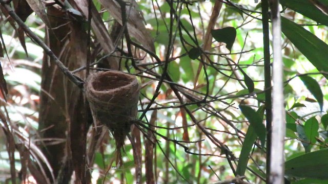 White-throated Fantail - ML610543664