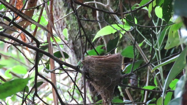 White-throated Fantail - ML610543665