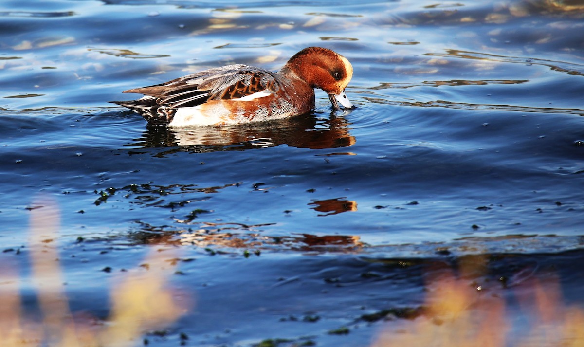 Eurasian Wigeon - ML610543666