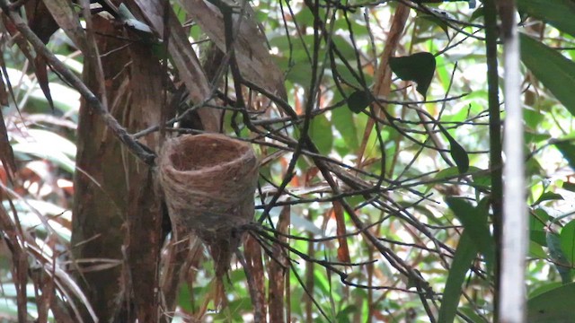 White-throated Fantail - ML610543667