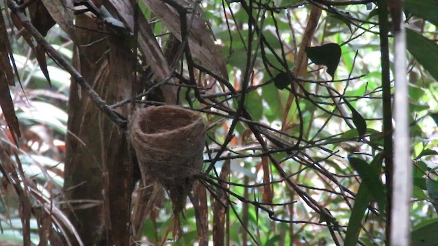 White-throated Fantail - ML610543678