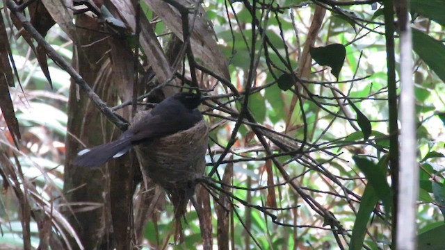 White-throated Fantail - ML610543683