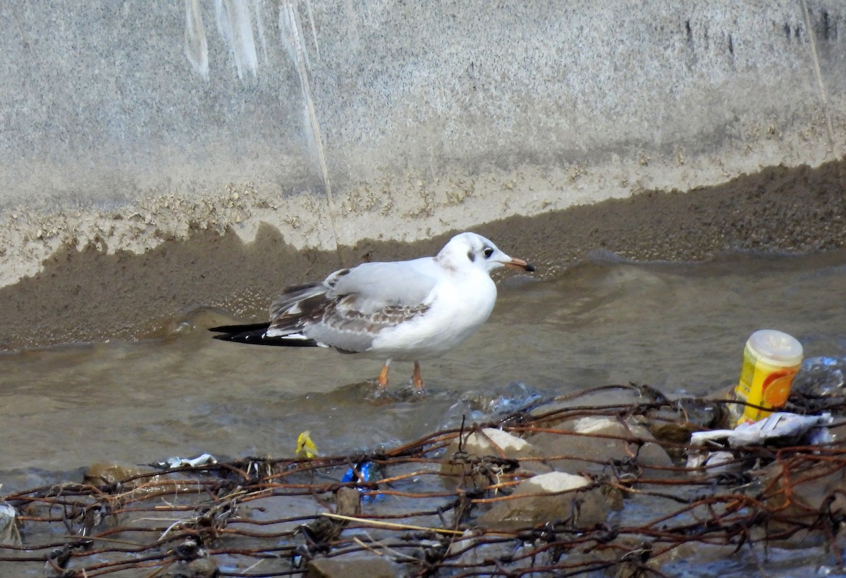 Brown-headed Gull - ML610543692