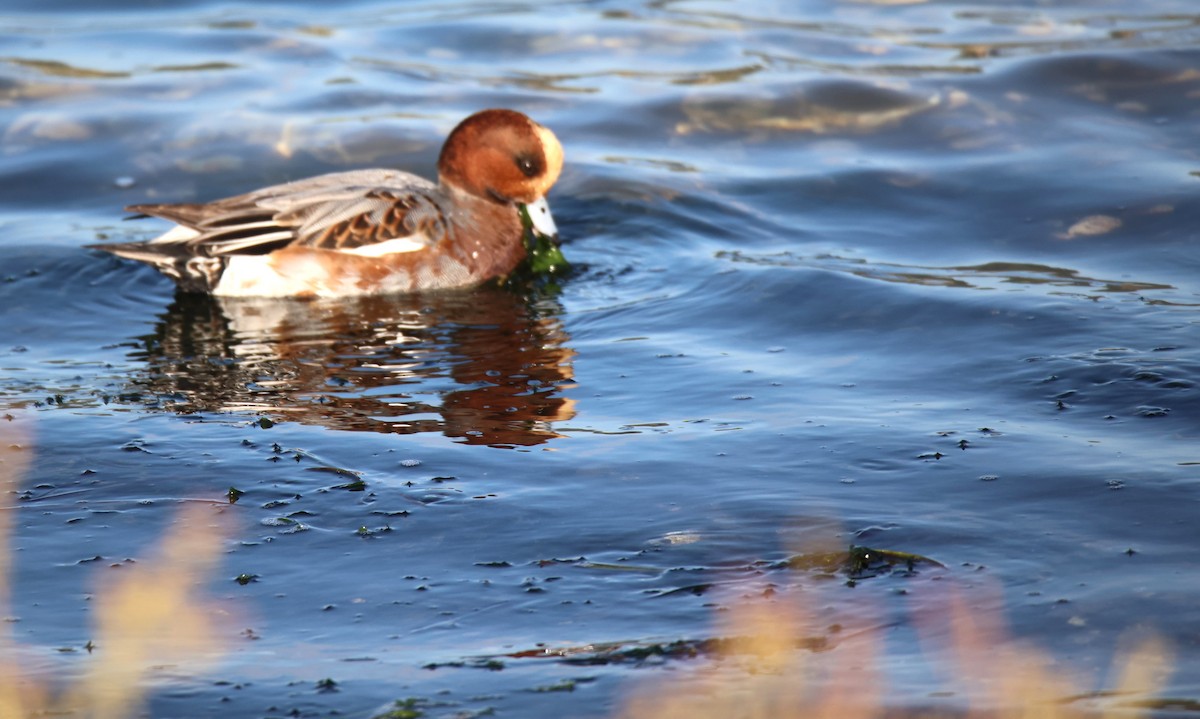 Eurasian Wigeon - ML610543693