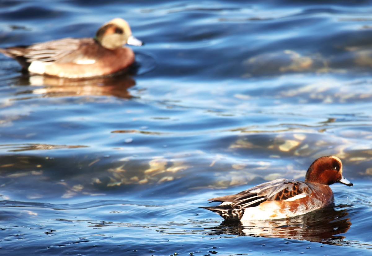 Eurasian Wigeon - ML610543711