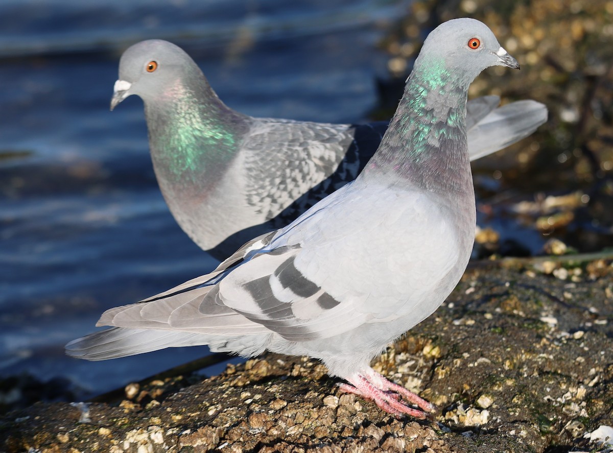Rock Pigeon (Feral Pigeon) - ML610543799