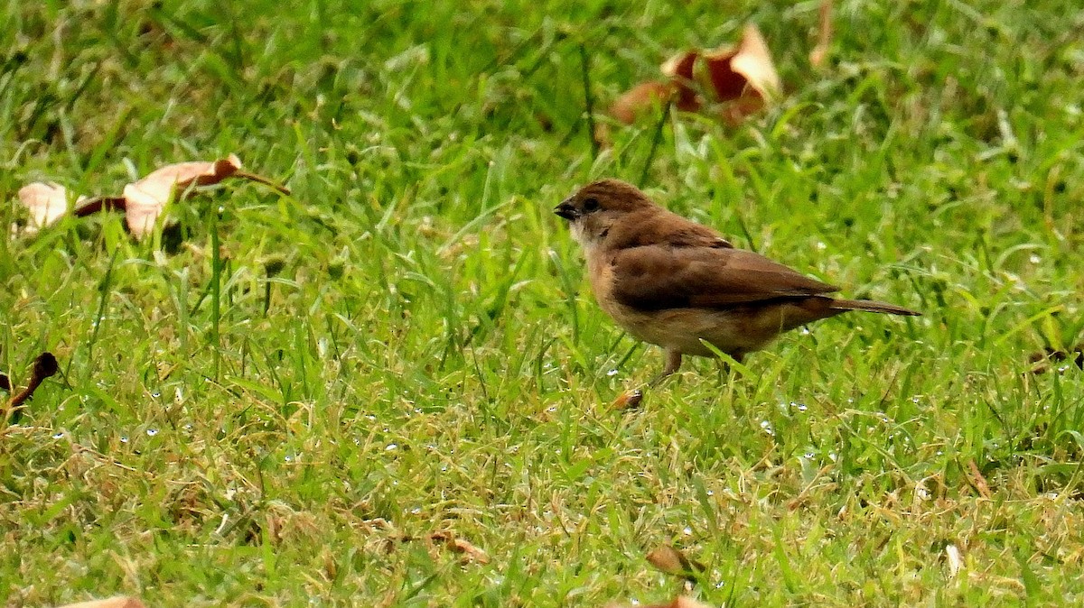 Capuchino Punteado - ML610543812