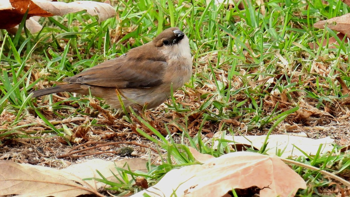 Capuchino Punteado - ML610543813