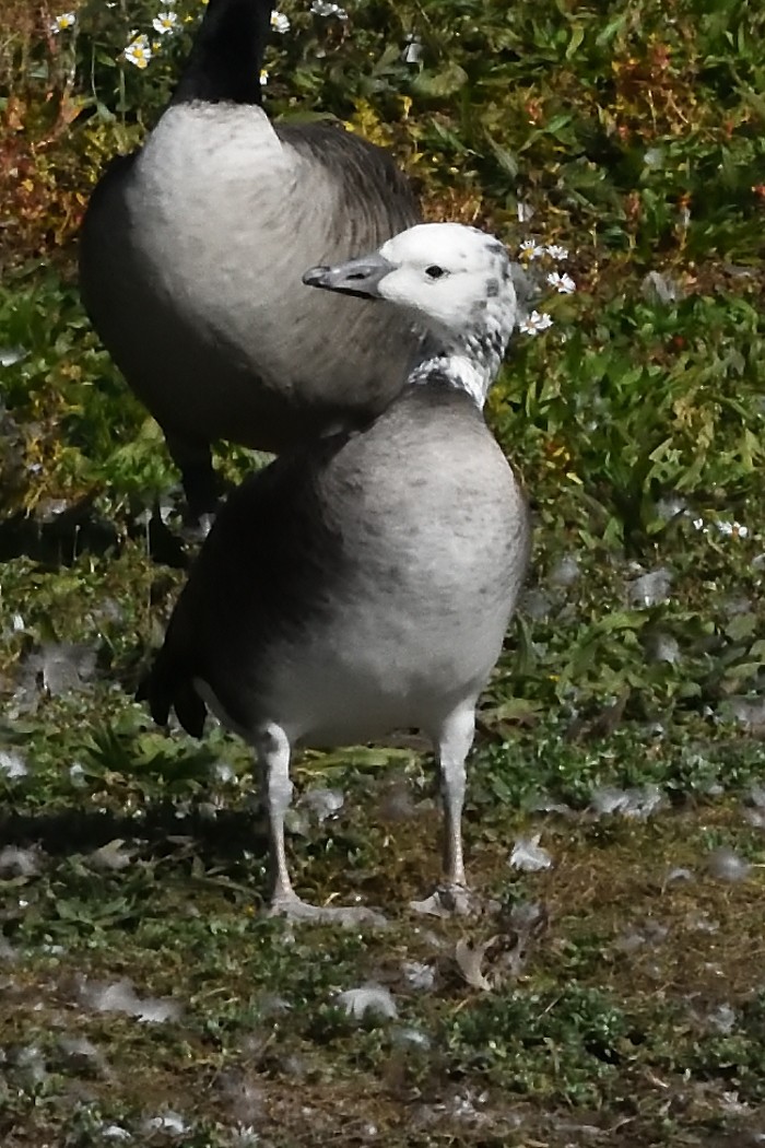 Snow x Canada Goose (hybrid) - ML610543843
