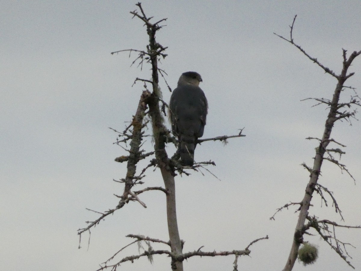 Cooper's Hawk - ML610543883