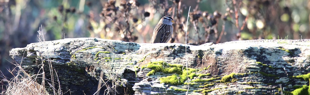 White-crowned Sparrow - ML610543913
