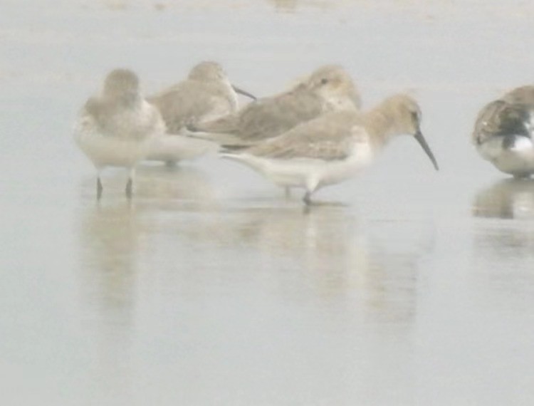 Curlew Sandpiper - ML610544071