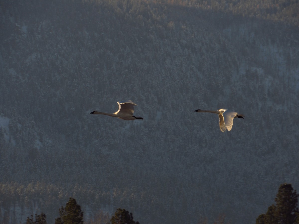 Trumpeter Swan - ML610544100