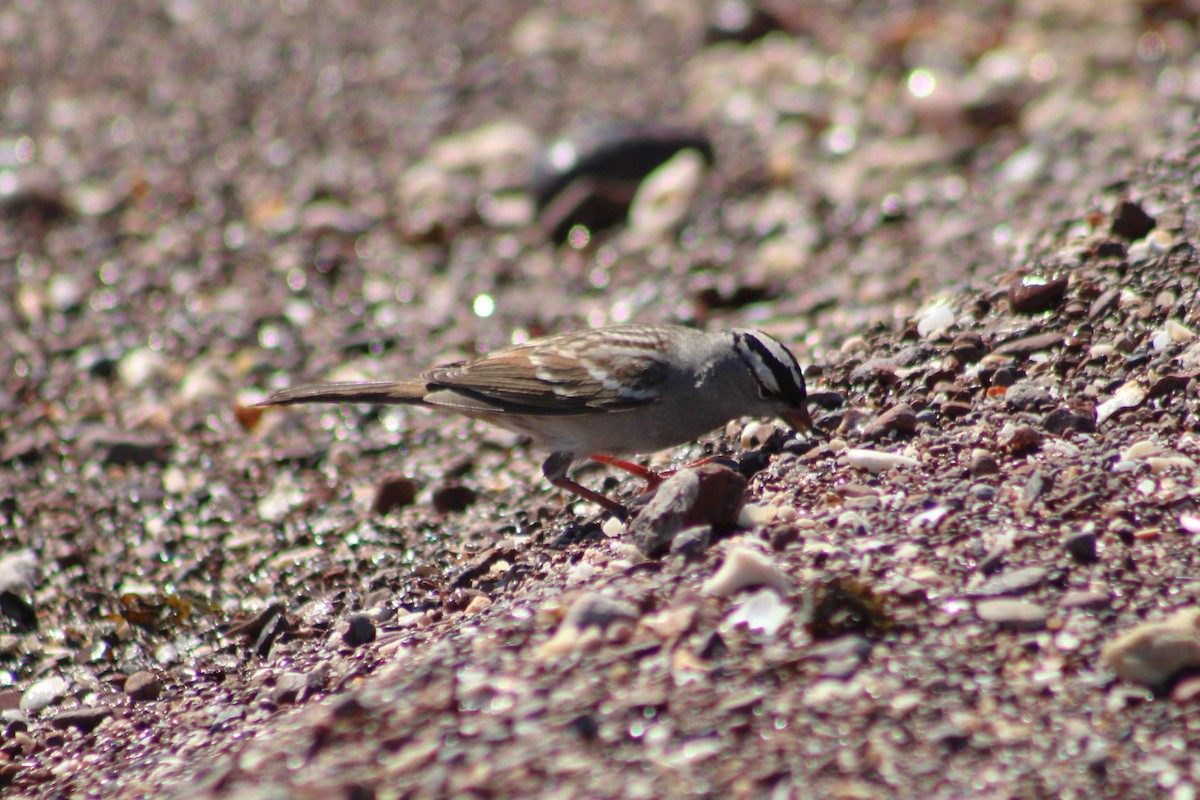 White-crowned Sparrow - ML610544113