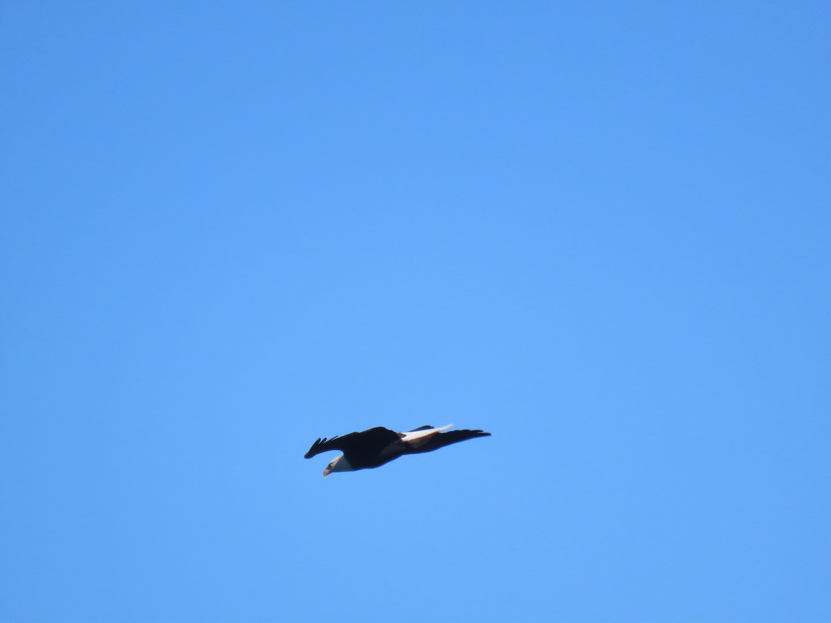 Bald Eagle - ML610544130