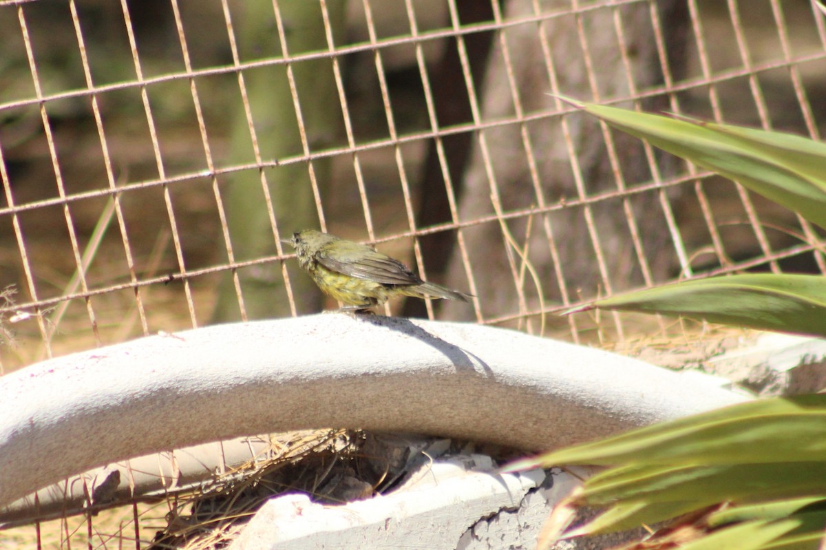 new world warbler sp. - Alexandra Edwards