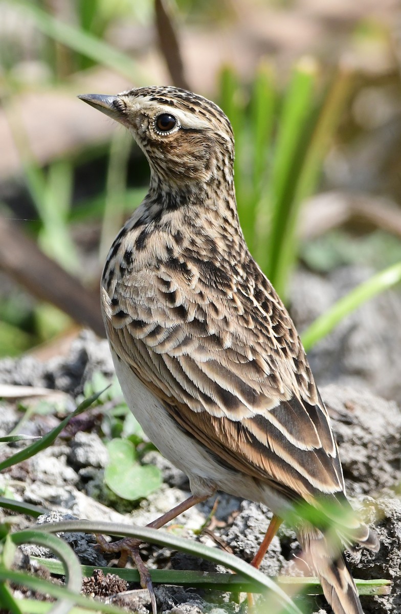 Oriental Skylark - Reyan sofi