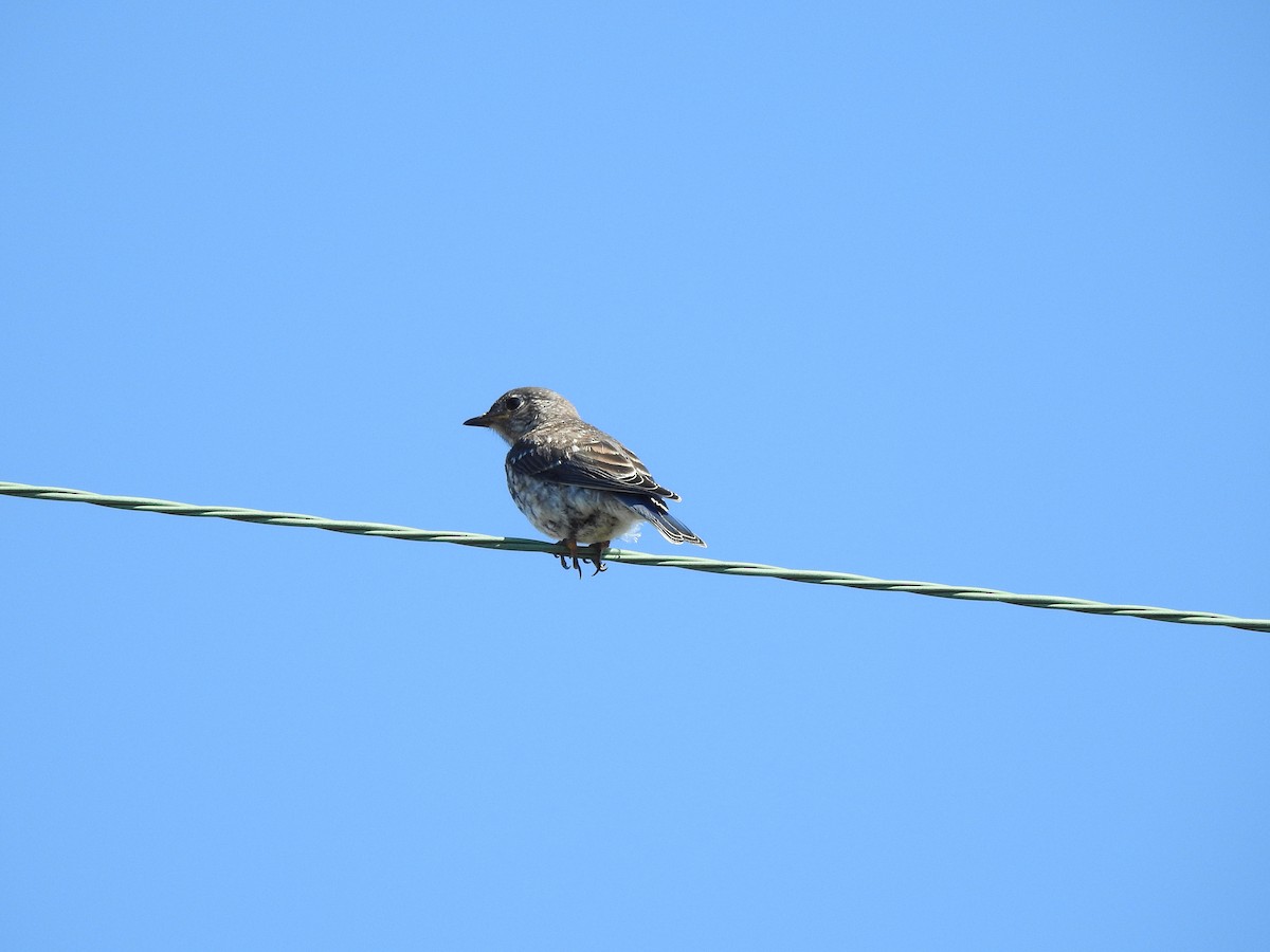 Eastern Bluebird - ML610544487