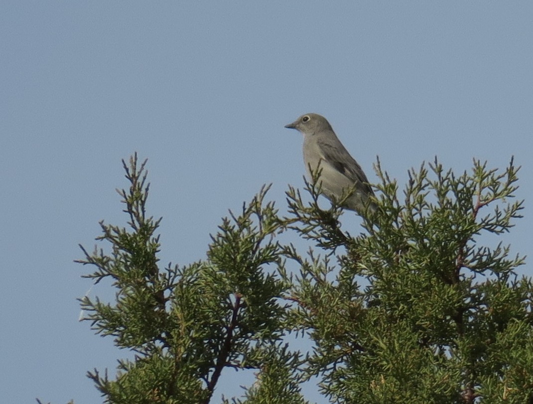 Townsend's Solitaire - ML610544635