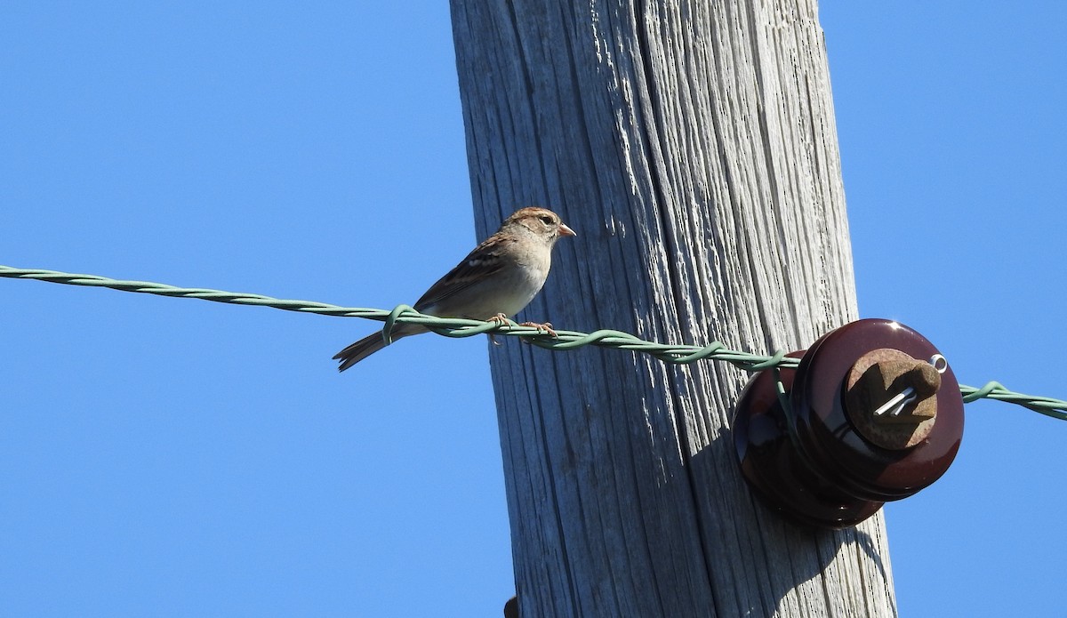 Chipping Sparrow - ML610544659