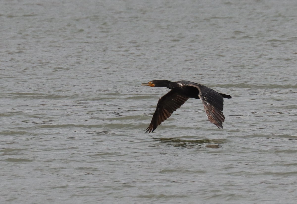 Double-crested Cormorant - Sara Shane