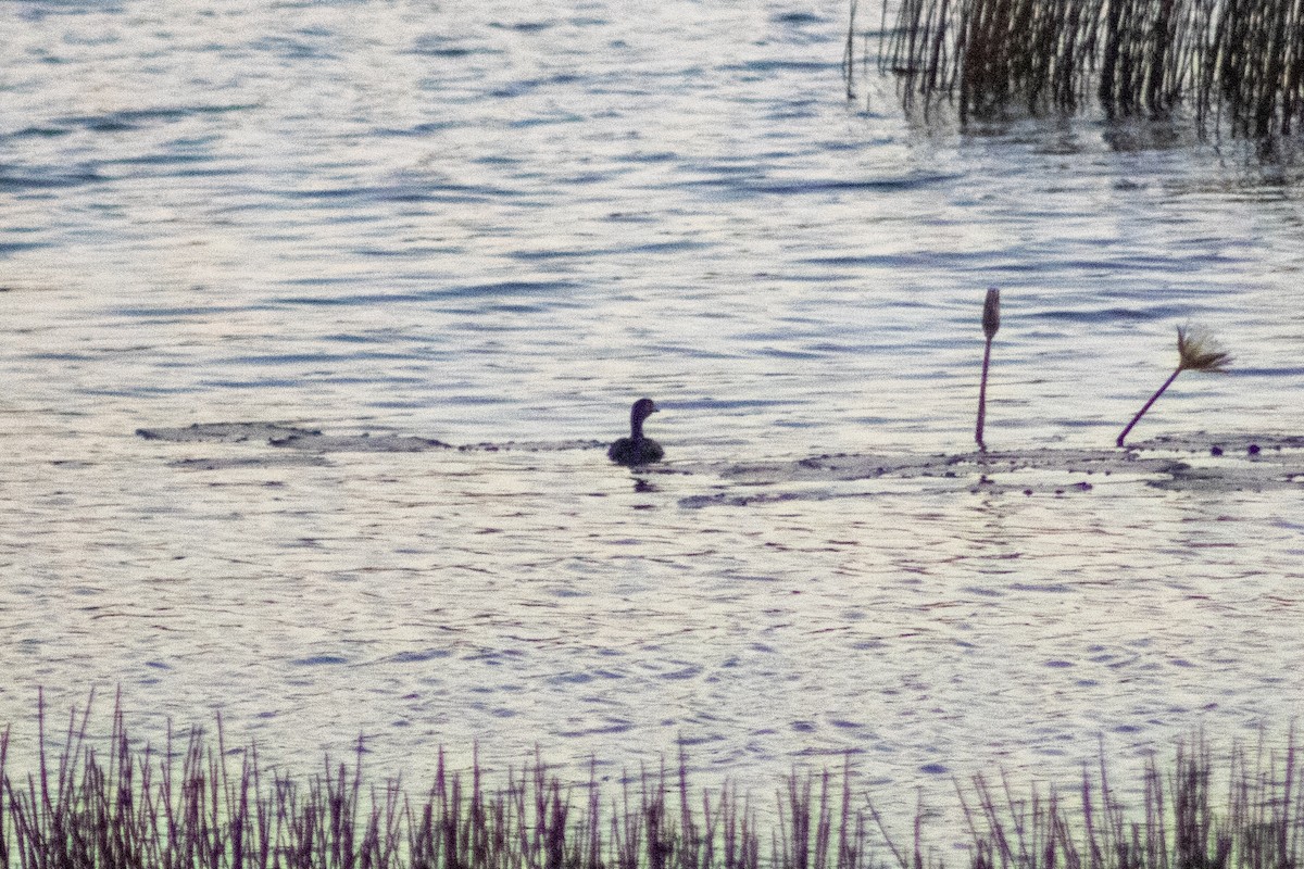 Least Grebe - ML610544906