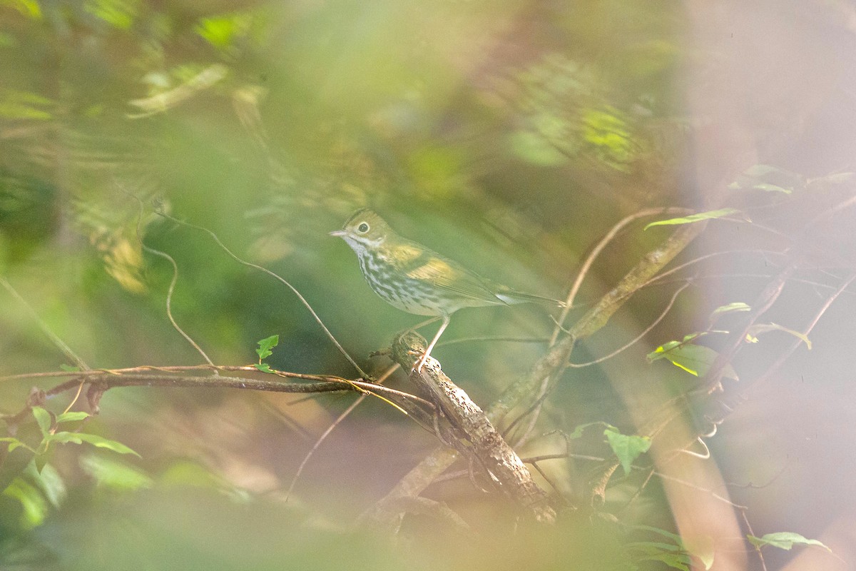 Ovenbird - Enrique Mejía