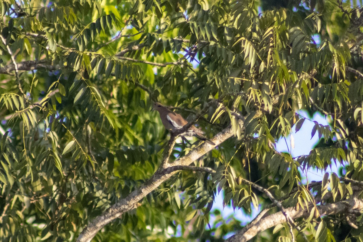 White-winged Dove - ML610544914