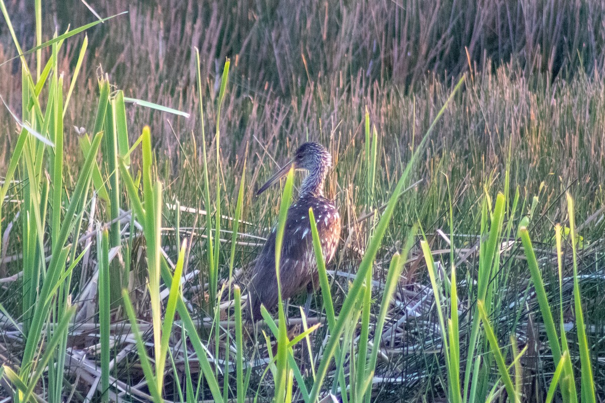 Limpkin - ML610544926