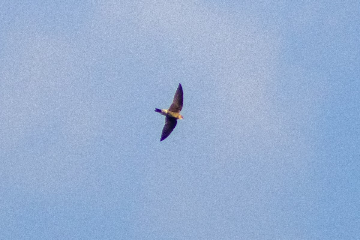 Northern Rough-winged Swallow (Ridgway's) - ML610544943